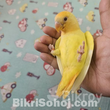 Lovebird tame baby handfeed full ..close ring